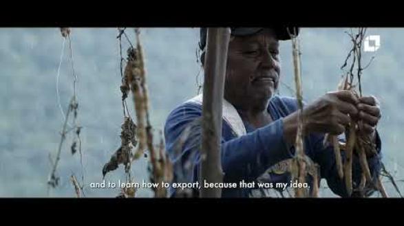 Preview image for the video "“Peace” beans exported to the United States". Preview image for the video "“Peace” beans exported to the United States".