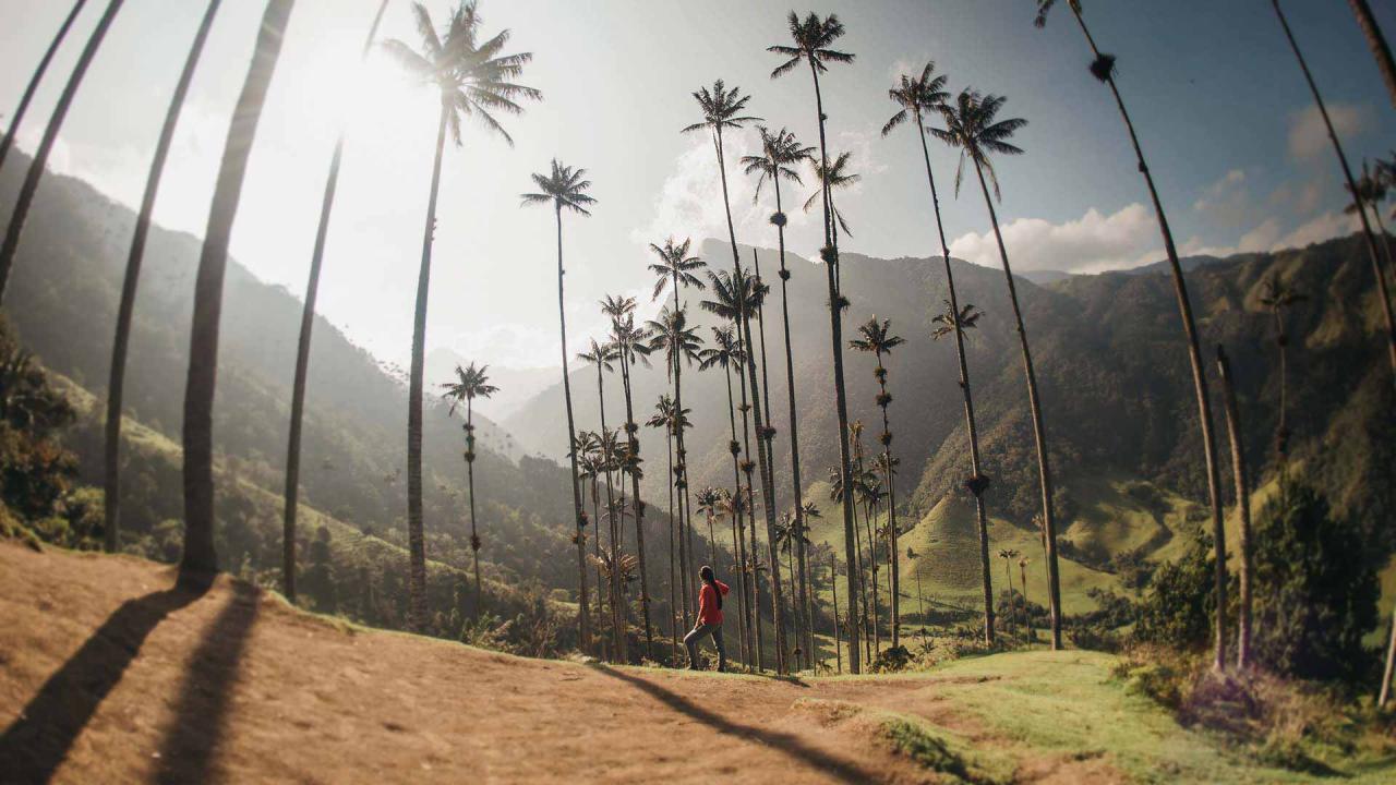 Cocora Valley
