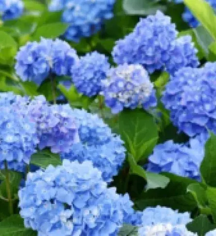 flor