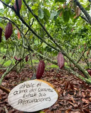 Cultivo cacaotero