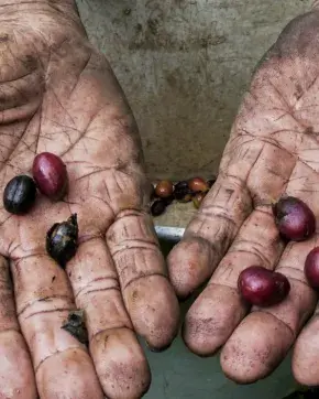 Manos de caficultor