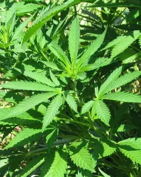 Cannabis