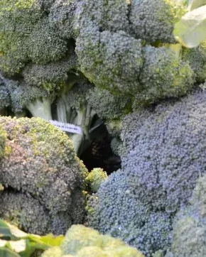 Brócoli y coliflor