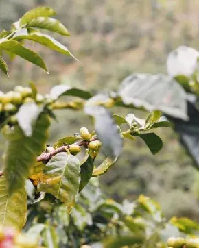 Planta de café
