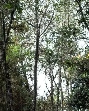 Bosque Colombiano