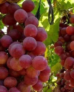 Uvas vallecaucanas