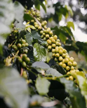 ExpoCafé Chile 2026