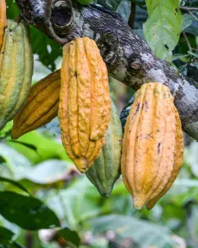 Cacao de Colombia