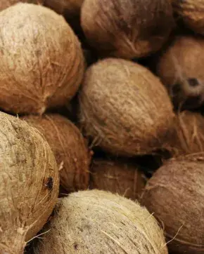 Coco con potencial de atracción de inversión extranjera