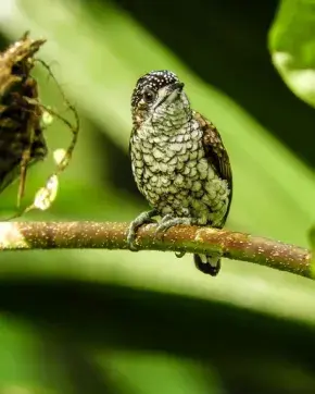 Con 1.566 especies registradas, Colombia ocupó nuevamente el primer lugar mundial en el Global Big Day