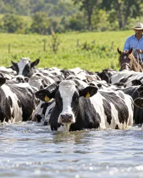 Ganado Holstein Colombia