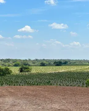 Campo Capital
