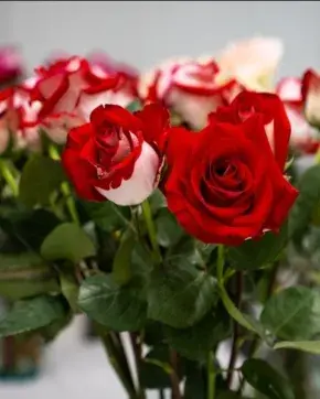 flores colombianas en el mundo por el día de las madres