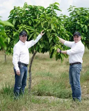 Los hermanos Jaramillo en un cultivo de Cacay, junto a un árbol del cual señalan sus frutos.