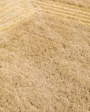 Fotografía de tractor en cultivo Colombiano