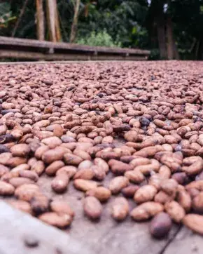 Cacao