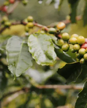 Planta de café