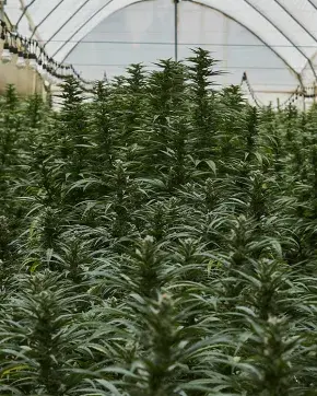 Cultivo de cannabis