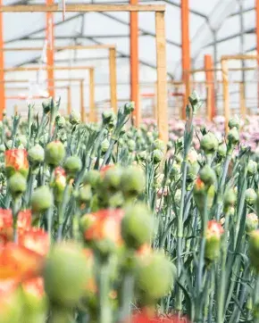 Cultivo de flores