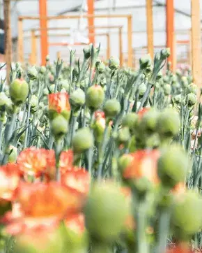 Flowers farm
