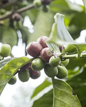 Coffee plant