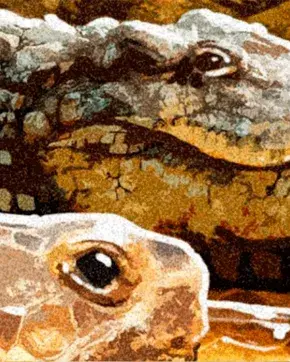 Ilustración de cocodrilo y tortuga