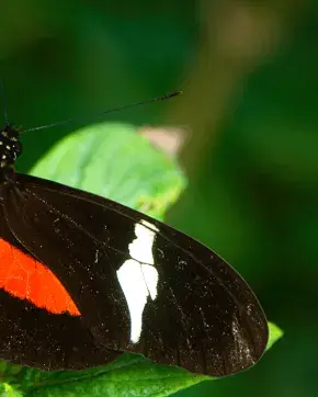 Mariposa