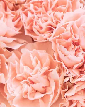 Colombian pink flowers