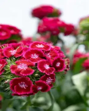 Flores rojas