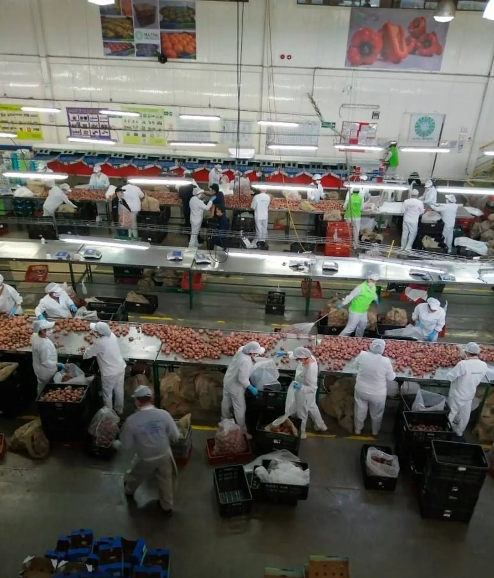 Fabrica de exportación de papa