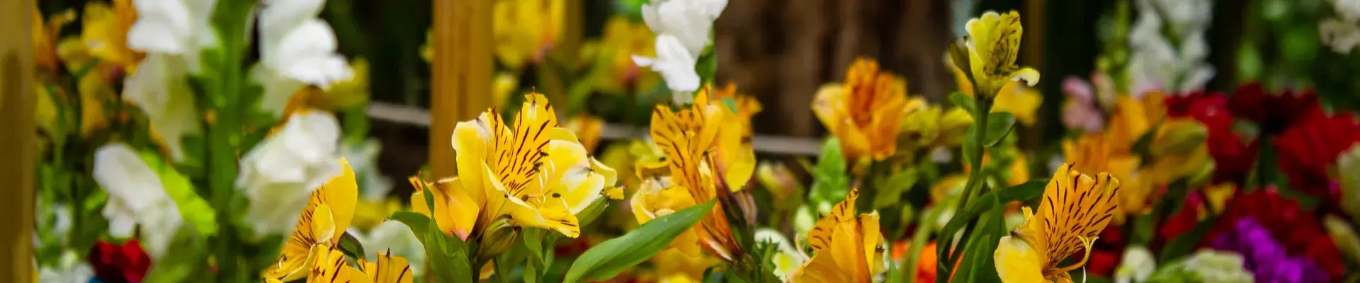 Cultivo de exportación de flores colombianas.