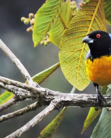 Manakin Nature Tours