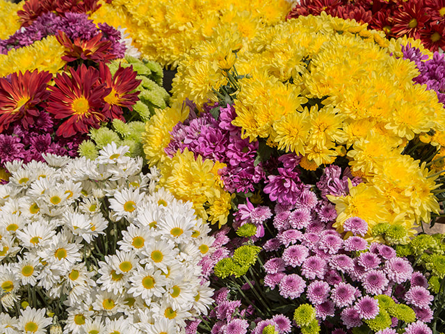 Flores típicas colombianas.