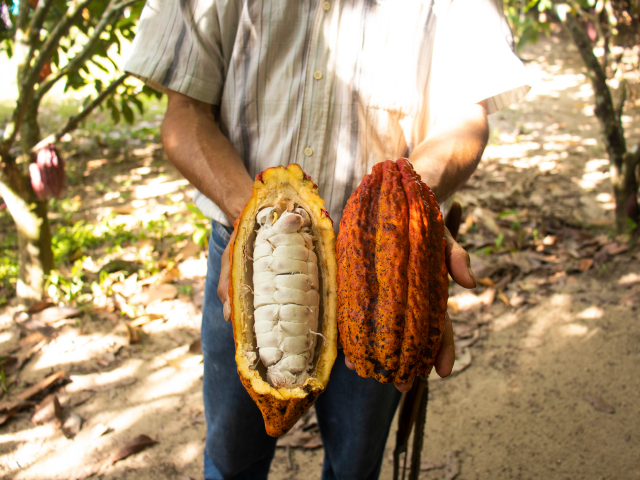 Hombre sosteniendo fruto del que sale el cacao en grano y que, por el árbol en el que creció, le da el potencial del cacao al exportador colombiano en el mercado internacional.